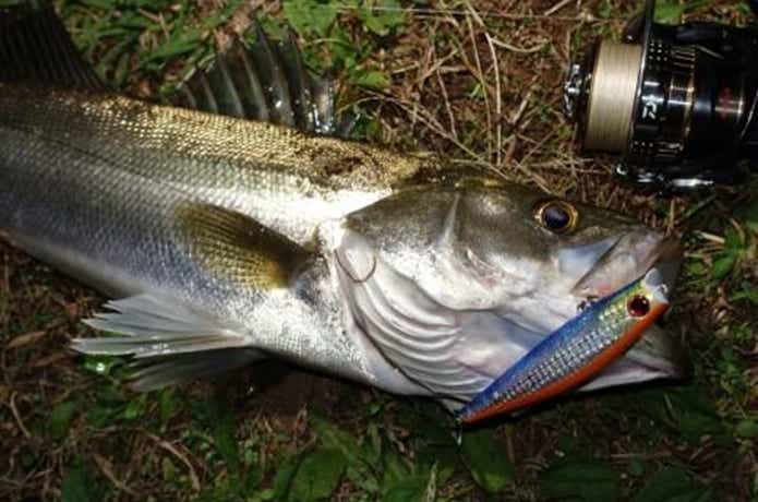 シンキングペンシルの釣果写真