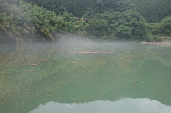 水温　魚