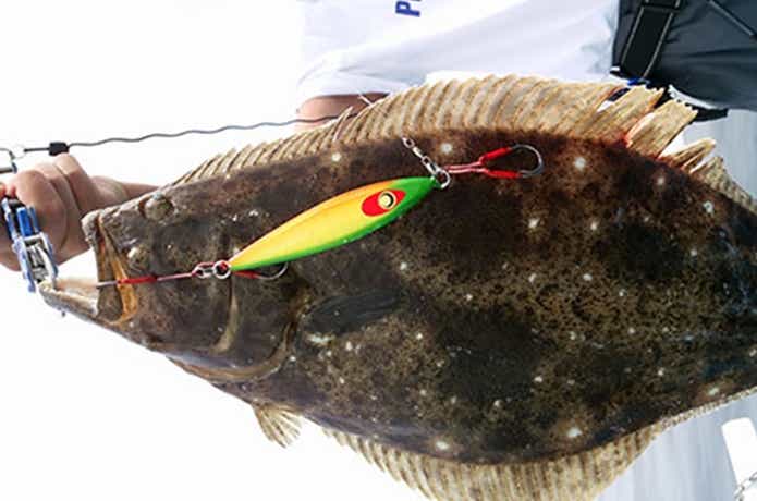 ヒラメジギングでの釣果