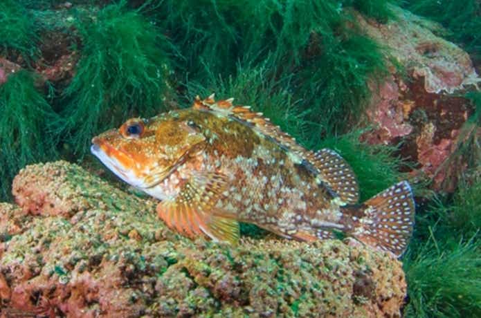 根魚