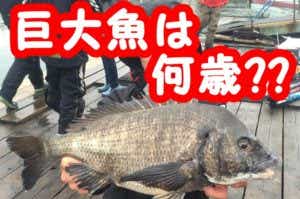 大物のチヌ