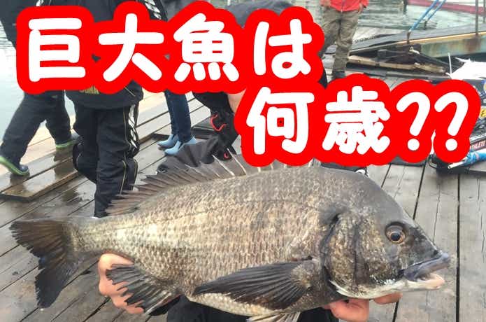大物のチヌ