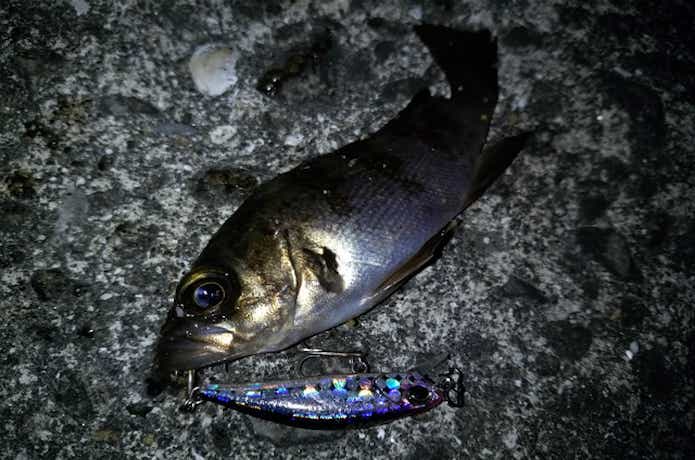 テトラワークス　トトで釣れた魚