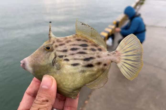 カワハギは堤防からも釣れる！時期やポイント選びを解説