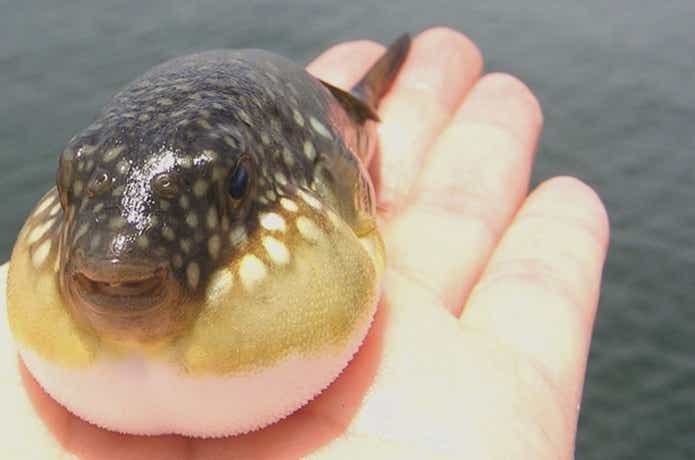 ふぐ