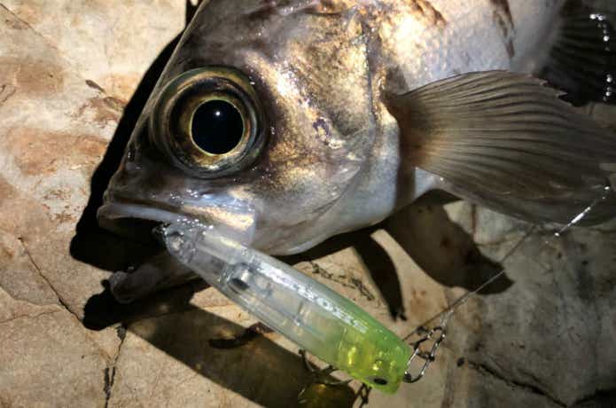 メバルの釣果画像