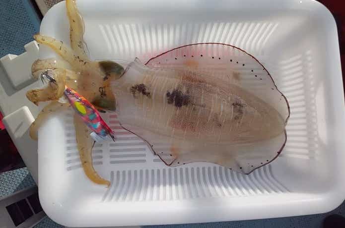 ティップランでの釣果