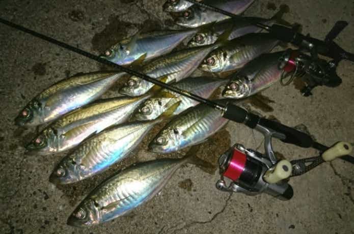 アジングでの釣果