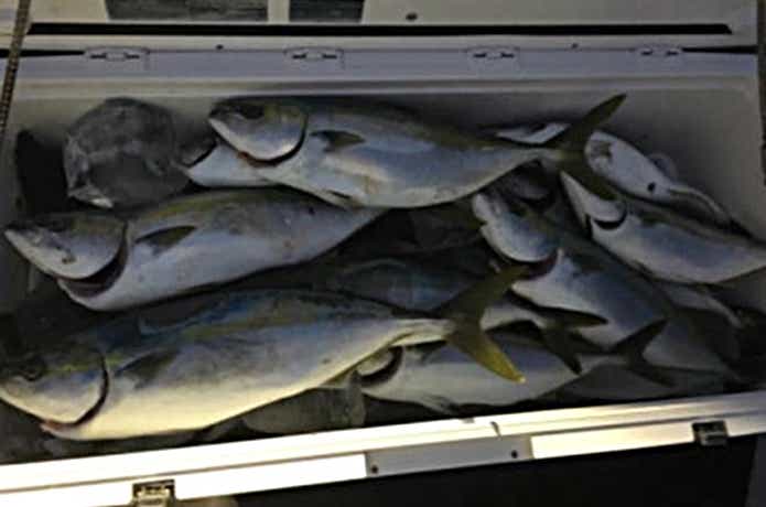 青物の釣果