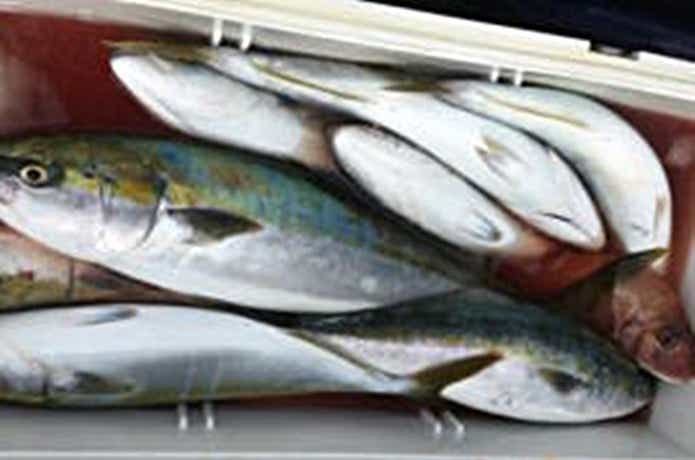 青物の釣果