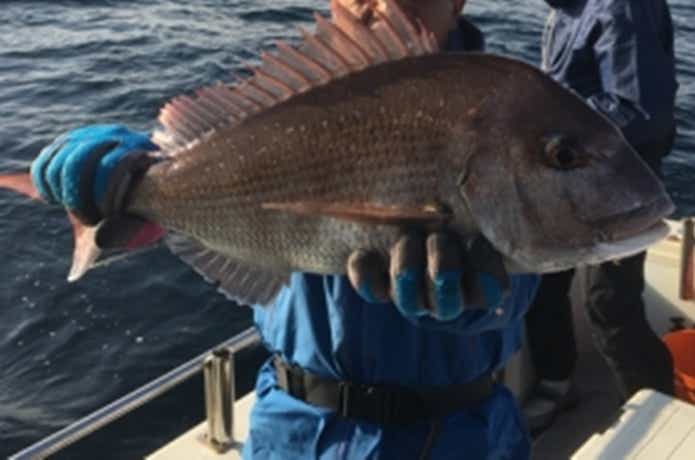 三国ジャークでのタイの釣果