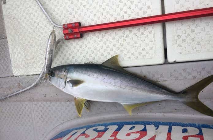 ルアー船K'Sでの釣果