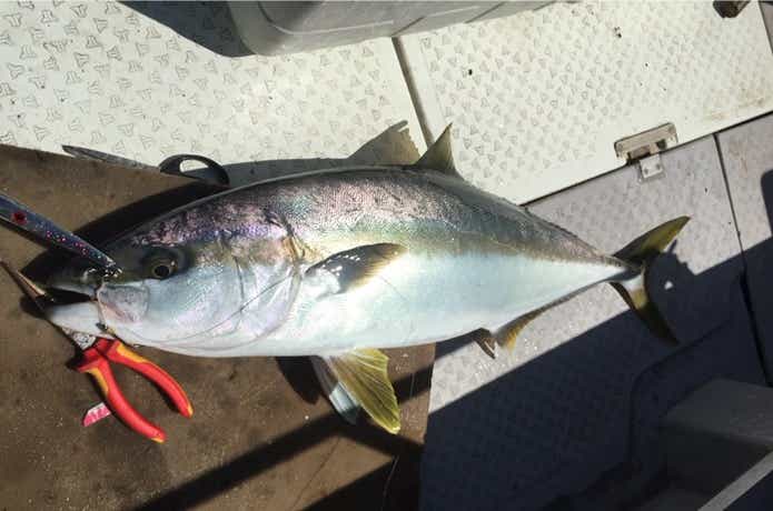 ルアー船K'Sでの釣果