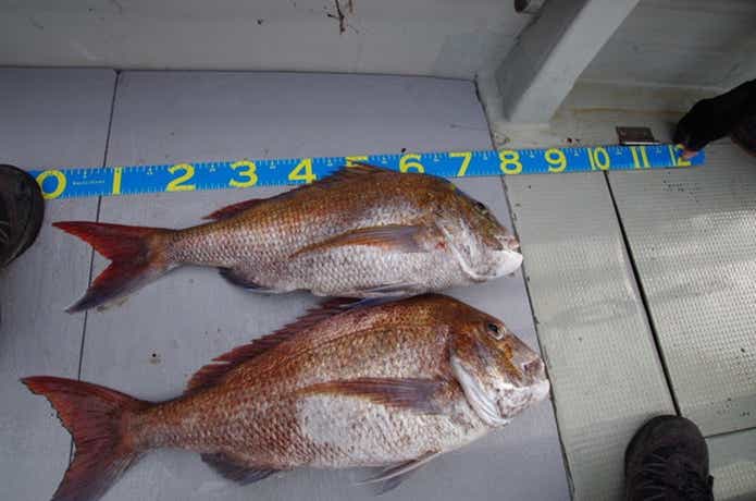 タイラバ の釣果