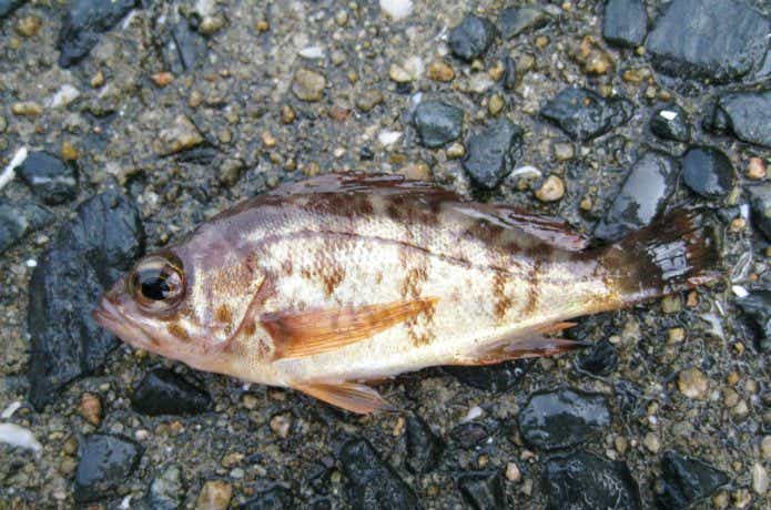 餌で釣れたメバル