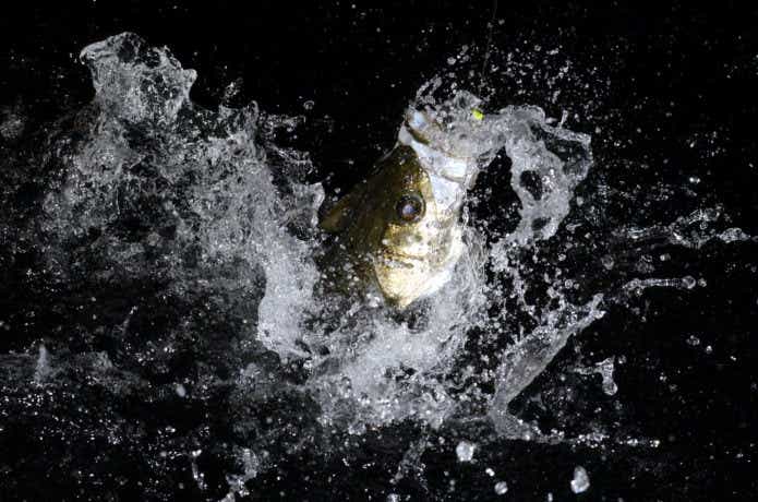 魚とのファイトの画像
