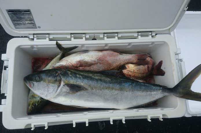 ジギングの釣果