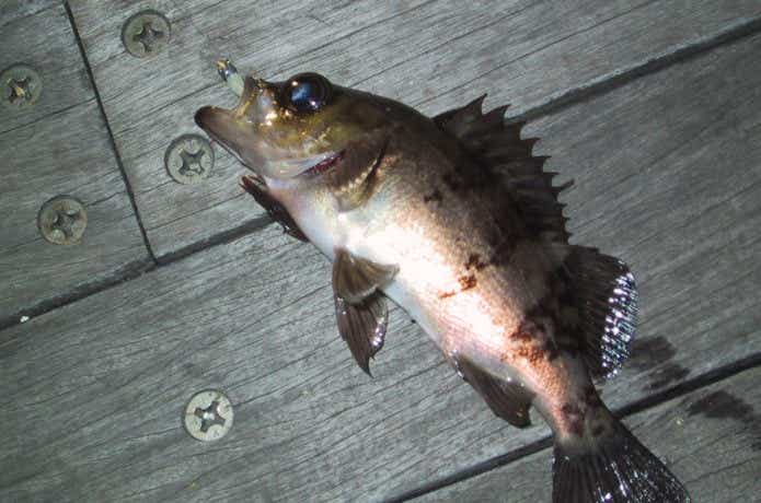 ルアーで釣れたメバル