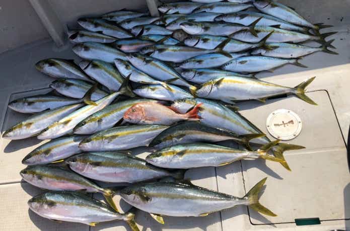 ジギングで大漁の釣果
