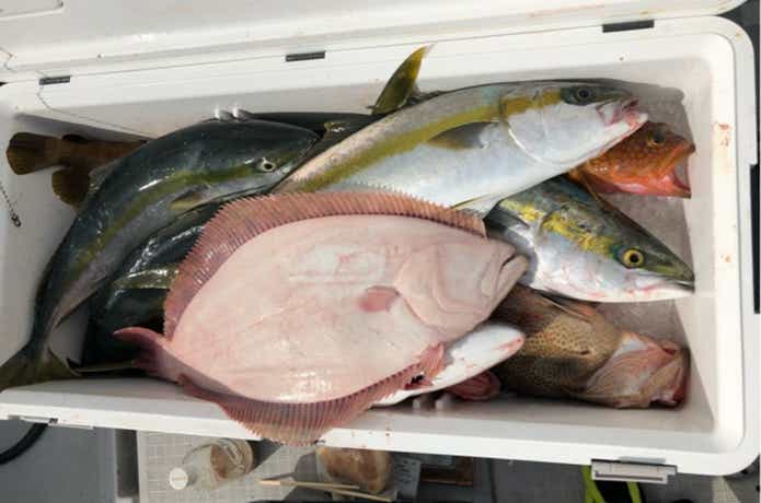 リアルフィッシャーでの釣果