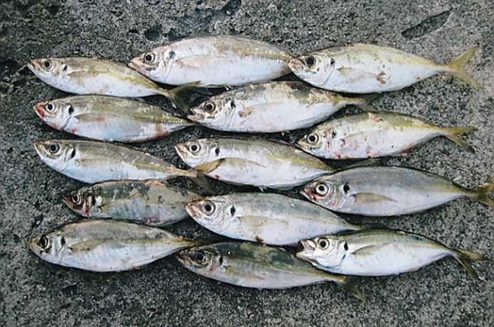 アジの釣果写真