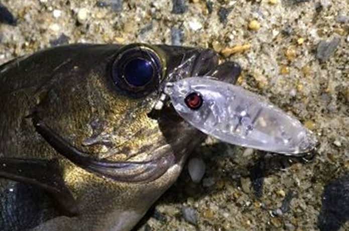 メバルの釣果画像