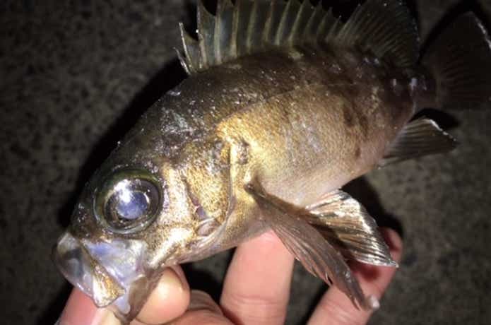 メバルの釣果写真