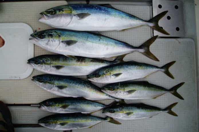 海祐丸で釣れた青物