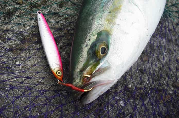 ショアジギングの釣果