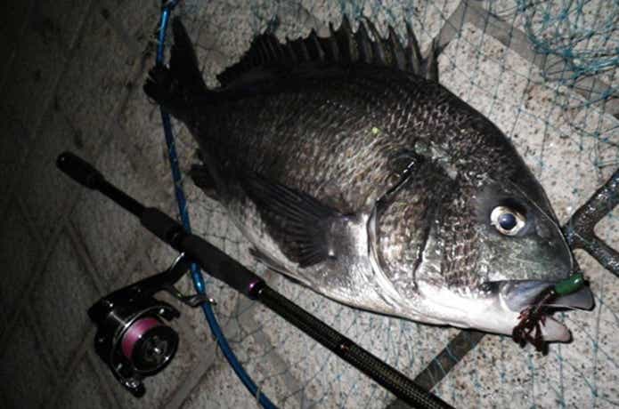 ワームで釣れたチヌ