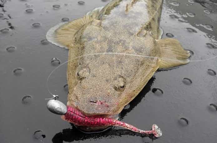 マゴチの釣果