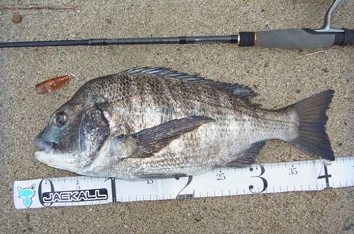ポッパーで釣れたチヌ