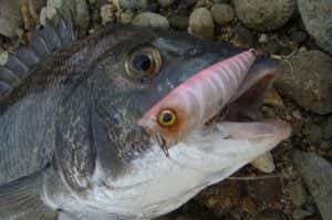 ポッパーで釣ったチヌ
