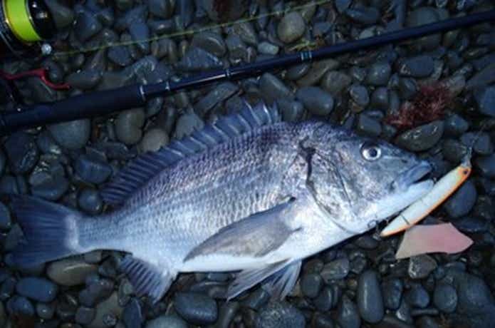 ミノーで釣れたチヌ
