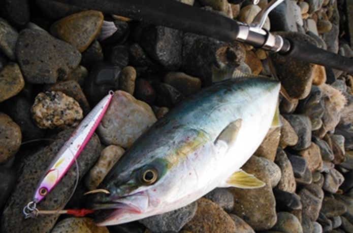 ショアジギングの釣果