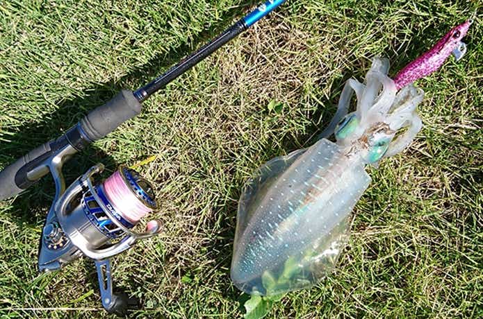エギングの釣果