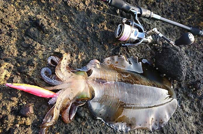 エギングの釣果写真