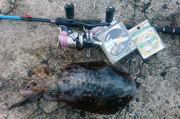 エギングの釣果