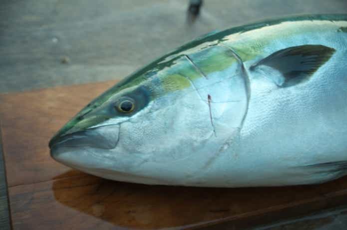 青物