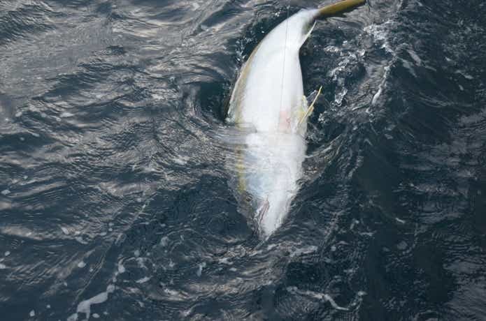 魚とのファイトの画像