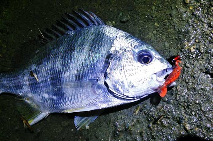 ワームで釣れたチヌ