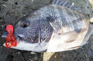 ボトムチニングの釣果