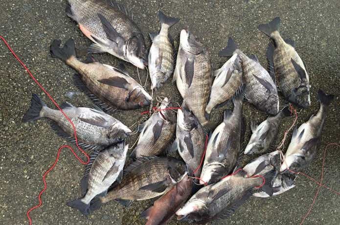チヌのフカセ釣りの画像