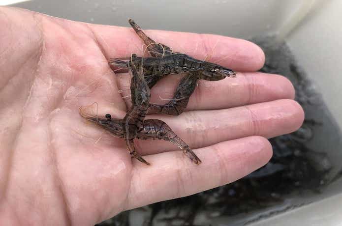 冬でも釣れるシラサエビ