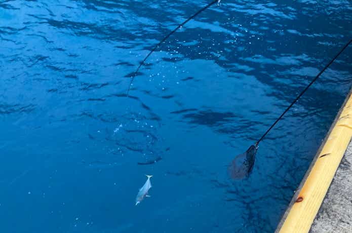 魚とのやりとりの画像