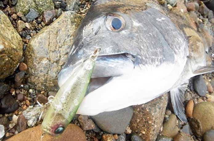 ポッパーで釣れたチヌ
