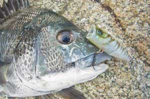 チニングの釣果写真
