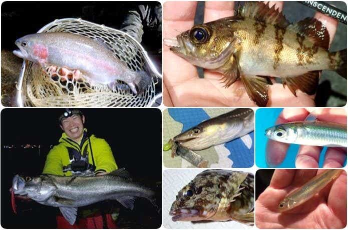 2月釣れる魚