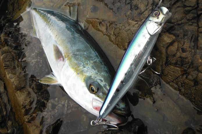 ショアプラッキングの釣果