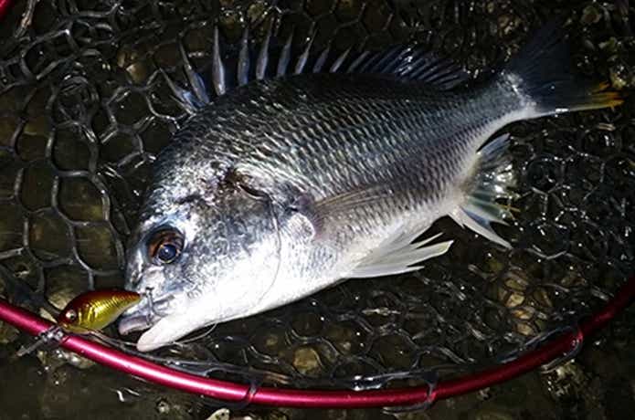 クランクで釣れたチヌ